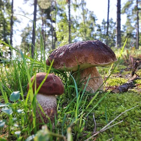 Villa Vimpasaari *